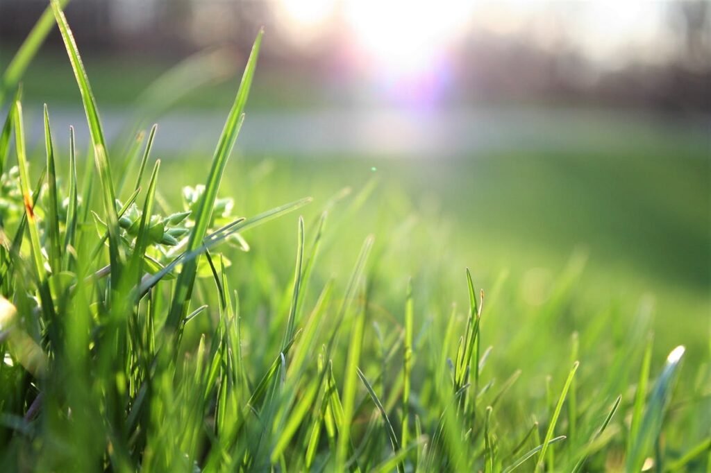 Anasayfa Macro shot of lush green grass with sunlight creating a warm, serene atmosphere.